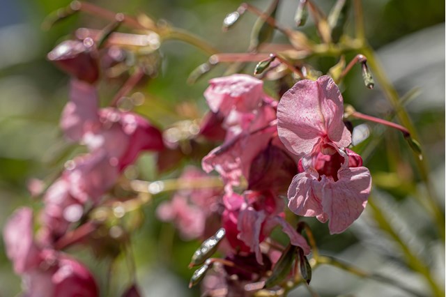 impatiens5-georg-gapp