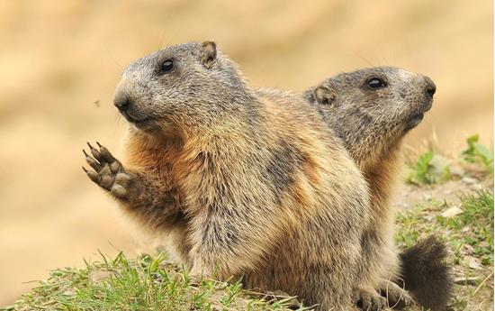 Escursione delle marmotte