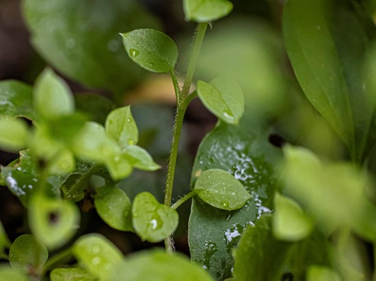 Chickweed (Stellaria media)