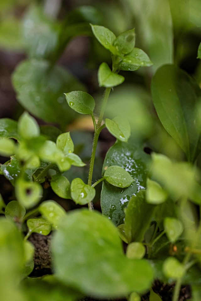 stellaria1-georg-gapp