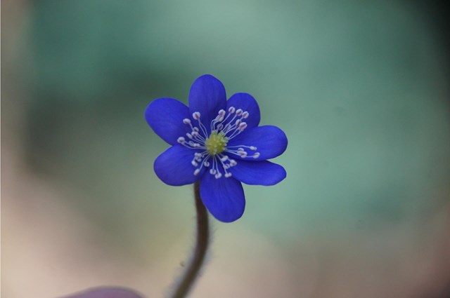 leberbluemchen-tamara-seyr