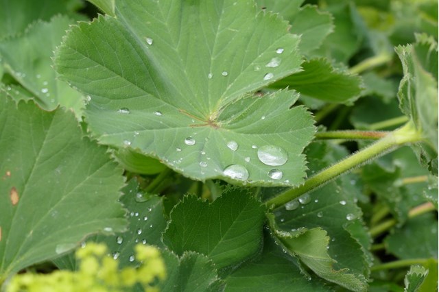 alchemilla2-georg-gapp