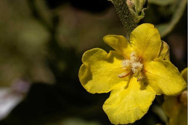 verbascum2-georg-gapp