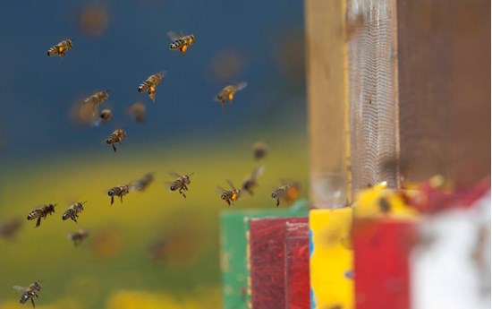 The world of the bees