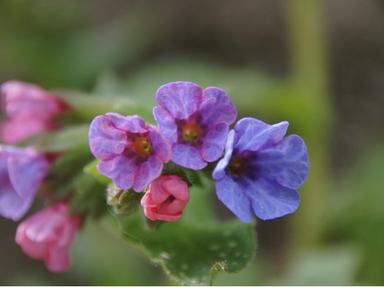 Spotted Lungwort (Pulmonaria officinalis)